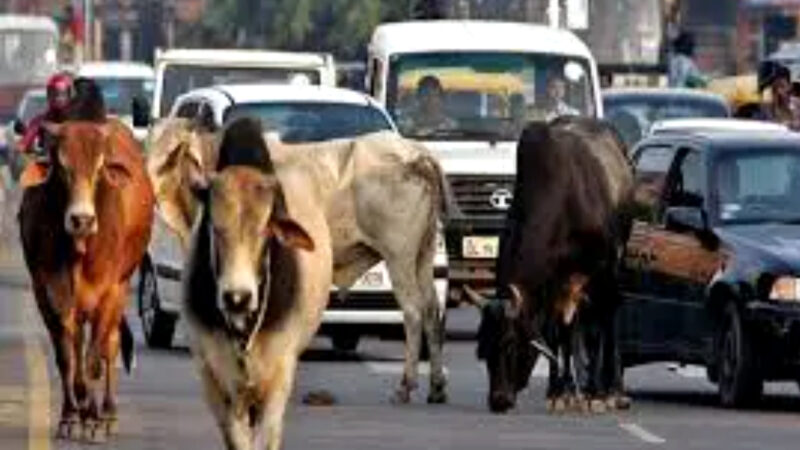 उत्तराखंड सड़क पर घूमने वाले आवारा पशुओं के मालिकों को चेतावनी, DM ने दिए FRI के निर्देश…..