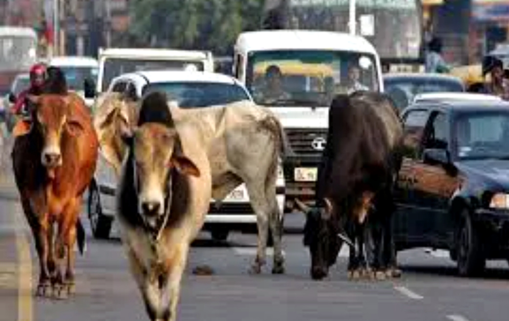 उत्तराखंड सड़क पर घूमने वाले आवारा पशुओं के मालिकों को चेतावनी, DM ने दिए FRI के निर्देश…..