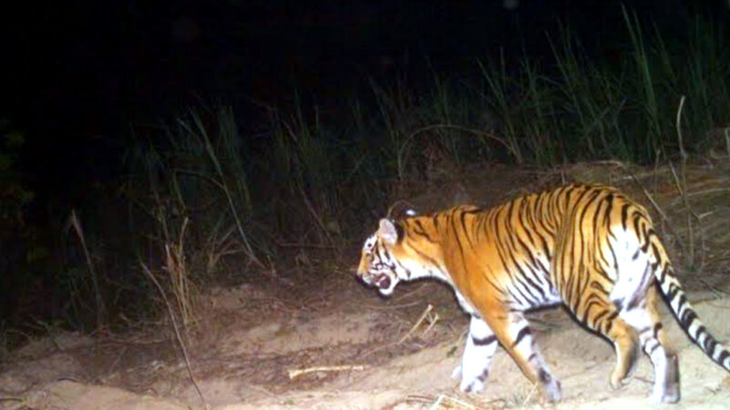 उत्तराखंड आदमखोर बाघ के डर से जिलाधिकारी ने की दो दिन की छुट्टी, आदेश जारी,,,,,,,