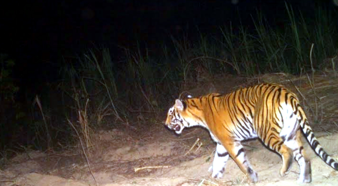 उत्तराखंड आदमखोर बाघ के डर से जिलाधिकारी ने की दो दिन की छुट्टी, आदेश जारी,,,,,,,