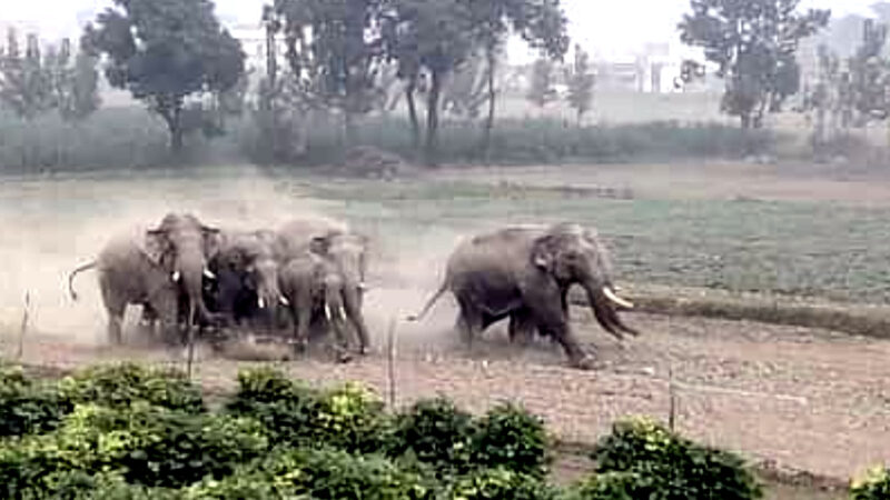 उत्तराखंड में यहाँ जब तेजी से खेतों से गुजरा हाथियों का झुंड, जान बचानेक लिए दौड़े लोग गांव में मची अफरातफरी,,,,,