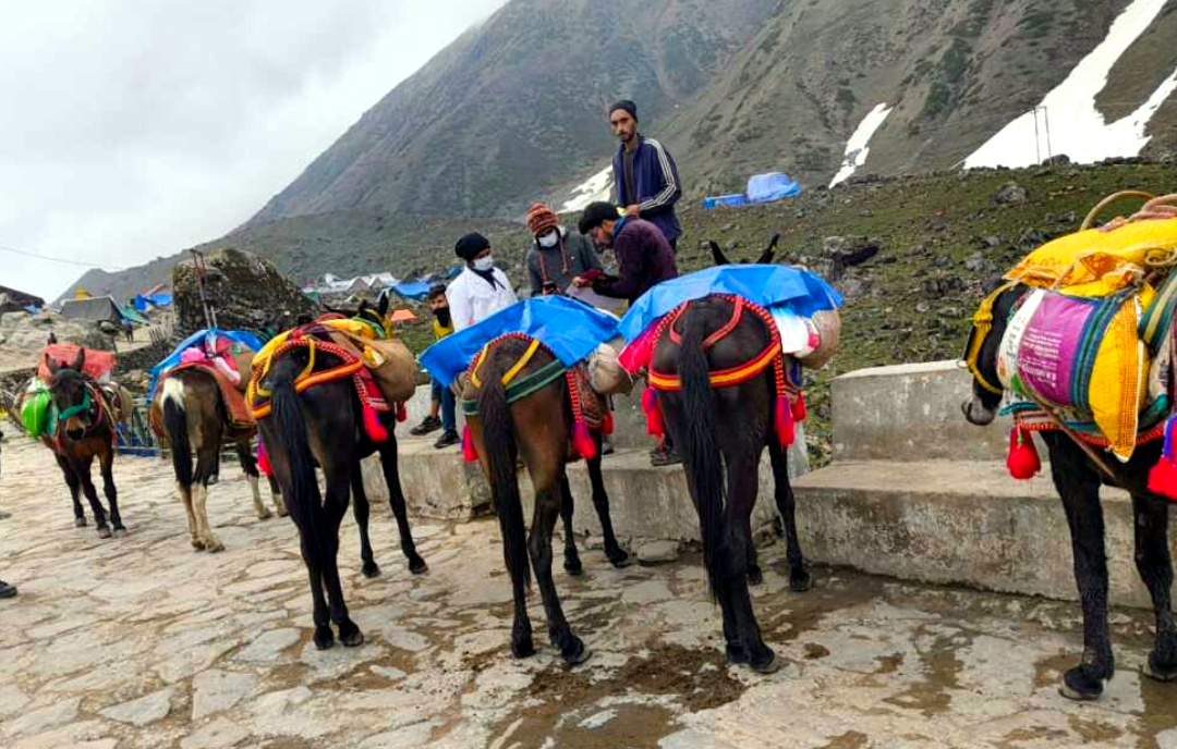 उत्तराखंड में केदारनाथ यात्रा में चलने वाले घोड़ा खच्चरो को लेकर सरकार का आया यह बड़ा अपडेट,,,