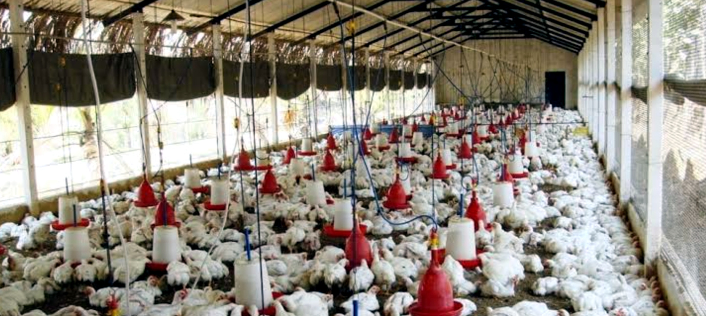 उत्तराखंड में अब कुक्कुट विकास नीति मंजूर, लगेंगे बड़े पोल्ट्री फार्म, सस्ते हों जाएंगे अंडे और चिकन,,,,,,