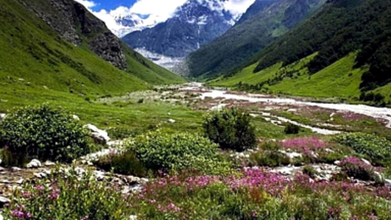 उत्तराखंड की विश्व प्रसिद्ध फूलों की घाटी में विदेशी पर्यटकों की लगातार बढ़ रही है संख्या, अब तक 3428 पर्यटक कर चुके हैं फूलों की घाटी का दीदार,,,,