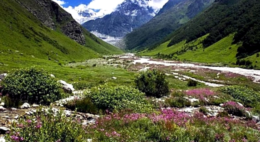 उत्तराखंड की विश्व प्रसिद्ध फूलों की घाटी में विदेशी पर्यटकों की लगातार बढ़ रही है संख्या, अब तक 3428 पर्यटक कर चुके हैं फूलों की घाटी का दीदार,,,,