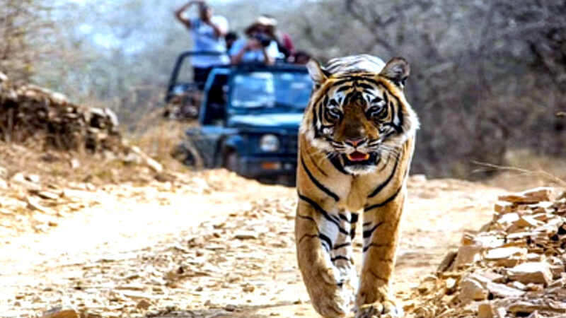 उत्तराखंड पाखरो रेंज घोटाले में किशन चंद की पत्नी और बेटों एवं अन्य के नाम पर खरीदी संपत्तियां हुई कुर्क,,,,