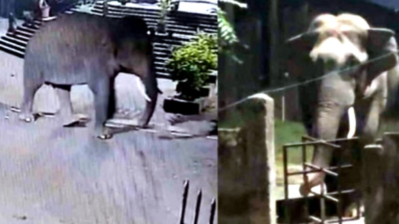 उत्तराखंड में यहाँ कोर्ट परिसर में हाथी ने मचाया उत्पात, गेट मे ड्यूटी पर तैनात पुलिस कर्मियों ने भाग कर बचाई अपनी जान,,,,,,