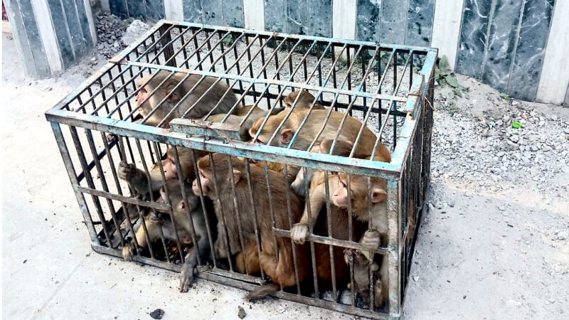 उत्तराखंड नगर निगम हरिद्वार ने चलाया संयुक्त अभियान, आवारा गौवंश और बंदरों से शहर होगा मुक्त,,,,,