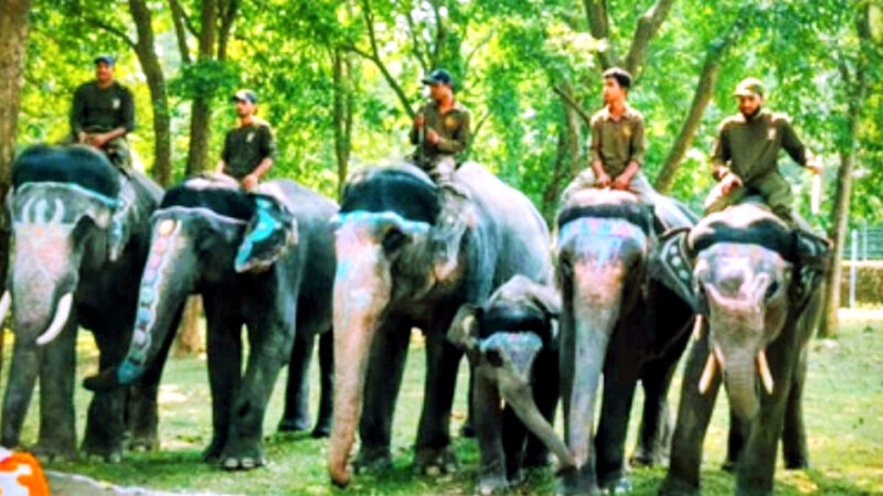 उत्तराखंड काॅर्बेट और राजाजी टाइगर रिजर्व में हाथी सफारी की अनुमति को मिली हरी झंडी, शुल्क तय,,,,