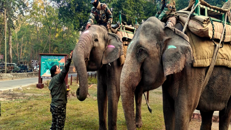 उत्तराखंड राजाजी टाइगर रिजर्व के सात हाथियों की मार्मिक कहानियां, हरिद्वार के चिल्ला जोन में फिर से शुरू हुई हाथी की सफारी,,,,,