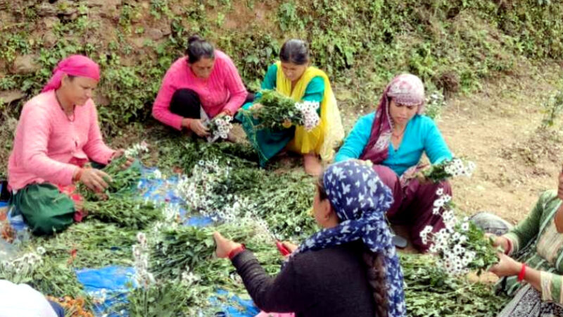 उत्तराखंड सामूहिक खेती से आबाद हो रहे बंजर खेत, “माधो सिंह भण्डारी सामूहिक खेती योजना” से बदली गांव की तस्वीर,,,,,