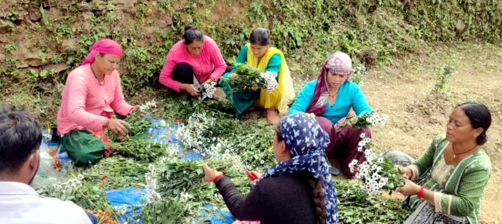 उत्तराखंड सामूहिक खेती से आबाद हो रहे बंजर खेत, “माधो सिंह भण्डारी सामूहिक खेती योजना” से बदली गांव की तस्वीर,,,,,