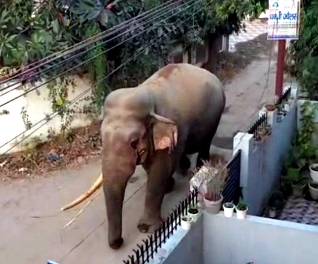 उत्तराखंड देहरादून के रायवाला में सड़कों पर घूम रहे जंगली हाथी और गुलदार, जान-माल के लिए खतरा,,,,,